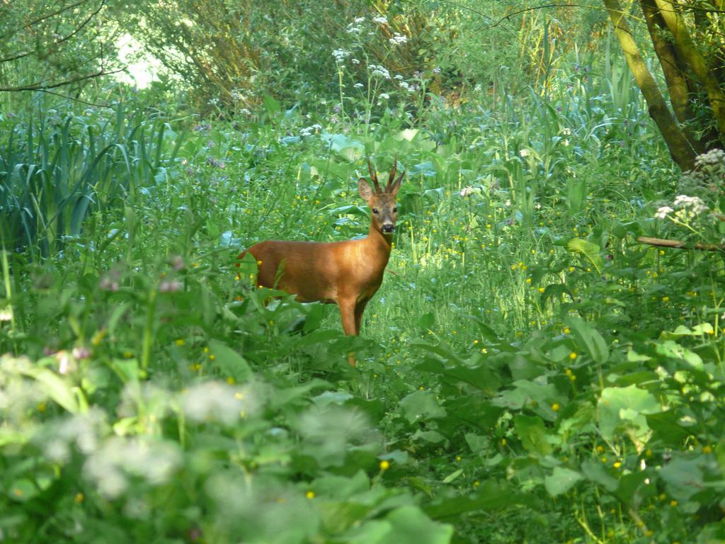 ホテル De Brabantse Biesbosch Werkendam エクステリア 写真